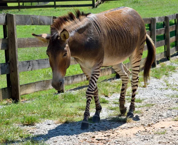 Zonkey Nombrado Por Parte Zebra Burro Mixtos —  Fotos de Stock