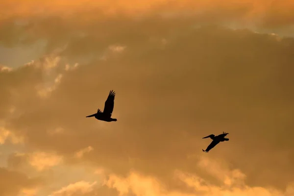 Maestoso Tramonto Silhouette Sul Fiume Augustine Florida — Foto Stock