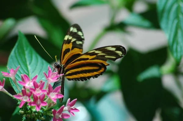 Beautiful butterfly at garden area background
