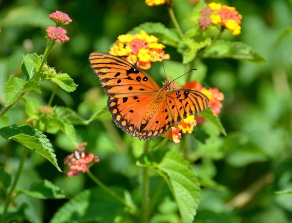 Fritillary Kelebek Bahçe Alanı Arka Plan — Stok fotoğraf