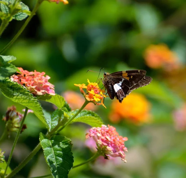 Moth butterfly at garden area background