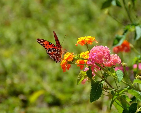 Fritillary Kelebek Bahçe Alanı Arka Plan — Stok fotoğraf