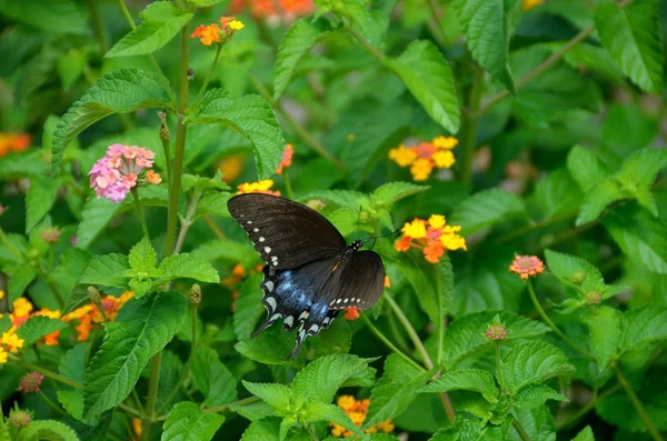 Black Swallowtail Butterfly Garden Area Background — Stock Photo, Image