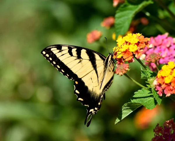 Kaplan Swallowtail Kelebek Bahçe Alanı Arka Plan — Stok fotoğraf