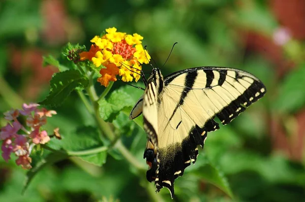 Güzel Kaplan Swallowtail Kelebek Bahçe Alanı Arka Plan — Stok fotoğraf