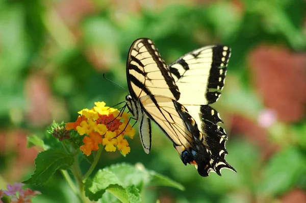 Güzel Kaplan Swallowtail Kelebek Bahçe Alanı Arka Plan — Stok fotoğraf