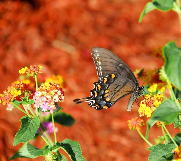 Swallowtail Butterfly Garden Area Background — Stock Photo, Image
