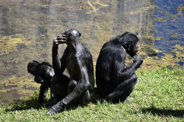 Bonobo Affenfamilie Tierreservat Florida Usa — Stockfoto