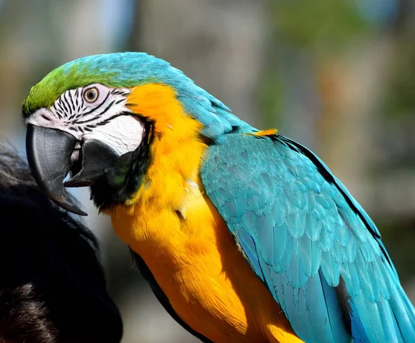 鮮やかな色のツリーの背景色の上に腰掛けてコンゴウインコ オウム — ストック写真