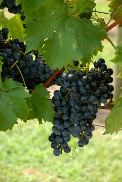 Vineyards North Georgia Usa Landscape Background — Stock Photo, Image