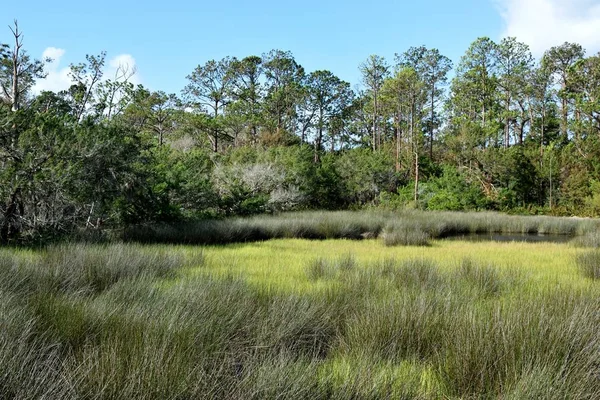 Bela Vista Panorâmica Zona Pantanosa Santo Agostinho Flórida — Fotografia de Stock