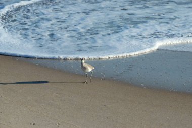 Sandpiper kuş okyanus sörf arka plan Florida, ABD