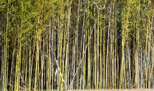 Arbres Bambou Fond Paysage Géorgie Rurale États Unis — Photo