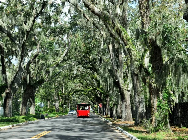 Ünlü Manolya Avenue St Augustine, Florida