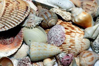 Beautiful array of beach shells collected on the beach at fort Myers Beach, Florida clipart
