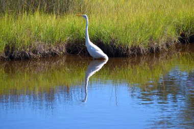 Büyük beyaz Heron içinde belgili tanımlık vahşi Florida, ABD bataklık üzerinde