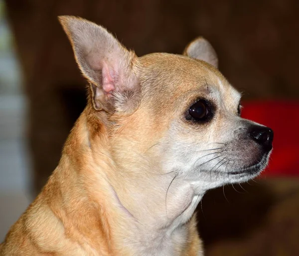Söt Chihuahua Valp Profil Bakgrund — Stockfoto