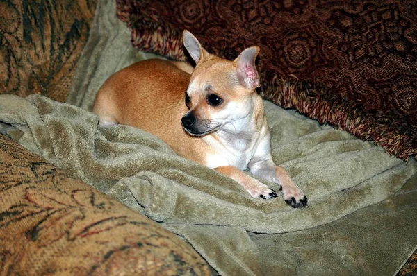 Cute Chihuahua Puppy Profile Background — Stock Photo, Image