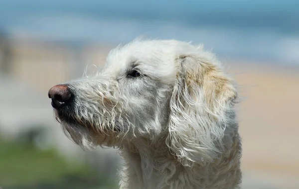 Labradoodle Detailní Profil Pozadí — Stock fotografie