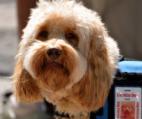 Χαριτωμένο Σκυλί Υπηρεσία Βοηθώντας Ηλικιωμένο Άτομο Στη Φλόριντα Ηπα — Φωτογραφία Αρχείου