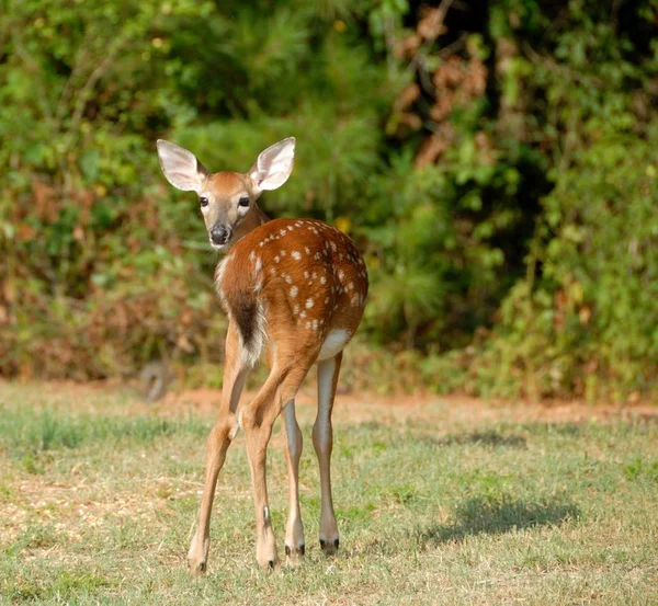 可爱的鹿鹿在野外回首我的背景在美国乔治亚州的农村 — 图库照片