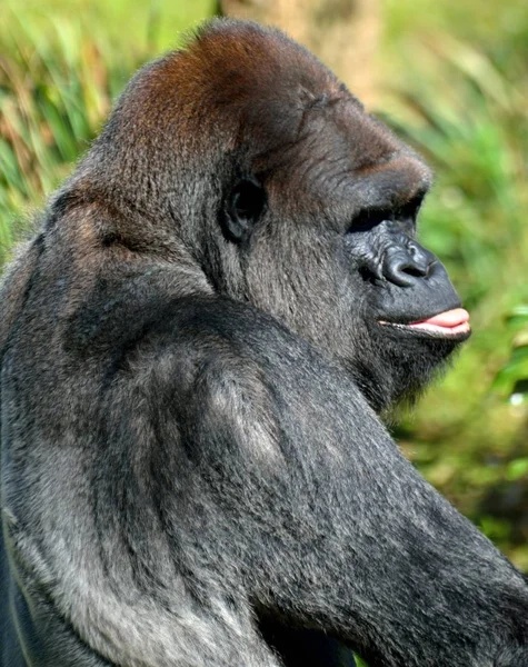 Closeup Profile Large Silver Back Gorilla Animal Reserve Florida Usa — Stock Photo, Image