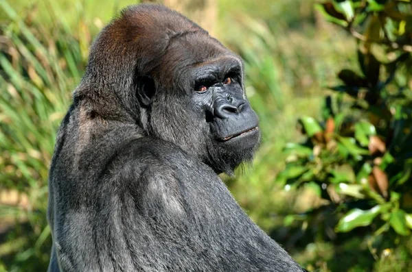 Nahaufnahme Profil Des Großen Silberrücken Gorillas Tierreservat Florida Usa — Stockfoto