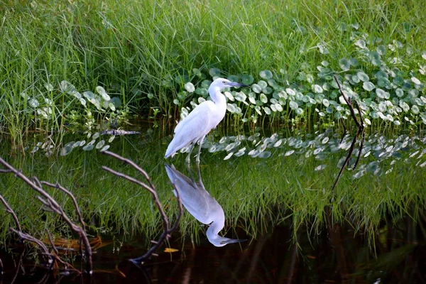 在佛罗里达州的沼泽野生的白色白鹭 — 图库照片