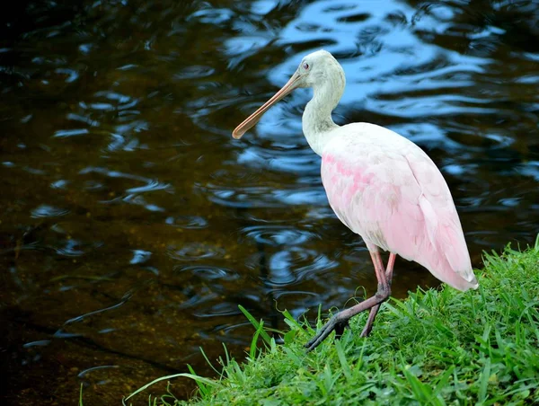 Rosa Skedstork Den Vilda Vada Vattnet — Stockfoto