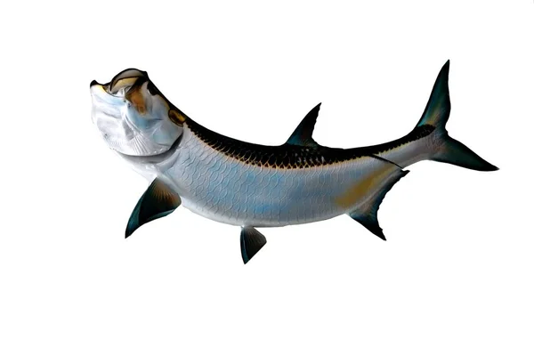 Tarpon Ryb Montażu Białym Tle — Zdjęcie stockowe