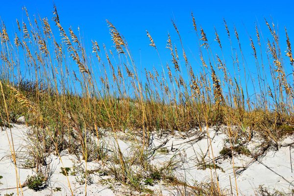 Sea oats on the ocean beach sand dunes St. Augustine, Florida