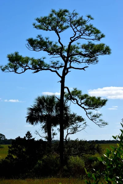 Árvore Solitária Pântano Flórida Eua — Fotografia de Stock