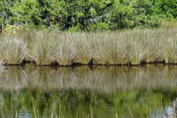 Reflexões Pântano Flórida — Fotografia de Stock