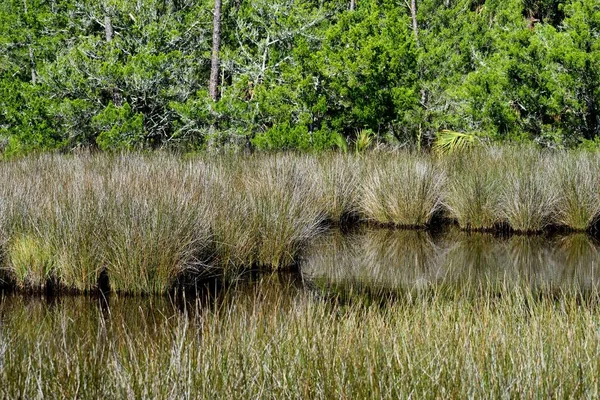 Reflexões Pântano Flórida — Fotografia de Stock