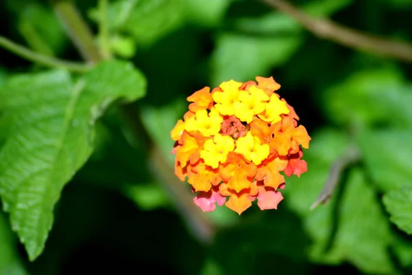 Яркий Цвет Цветка Lantana Саду Весенний Сезон — стоковое фото