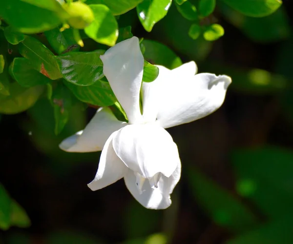 Gardenia flower at garden area background