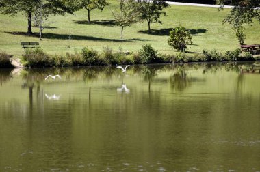 Büyük beyaz balıkçıllar gölün üzerinde uçuyor.