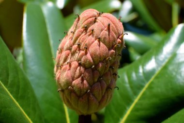 Magnolia trbulbee çiçeği tomurcuklanıyor