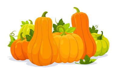 Kabak hasat. Vektör çizim renkli kabaklar ve beyaz arka plan üzerinde izole yaprakları ile. Şükran günü, Cadılar Bayramı ve diğer sonbahar tatil için dekoratif öğe.