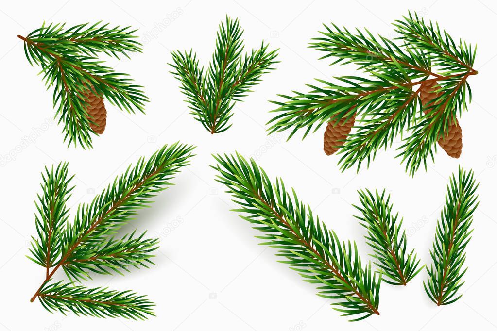 Vector fir tree branches isolated on white background. Realistic green pine branch with cones. Design element for winter holidays. Traditional Christmas decoration.