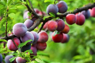 Bahçedeki ağaç dalında lezzetli olgun eriklerin yakın çekimi.