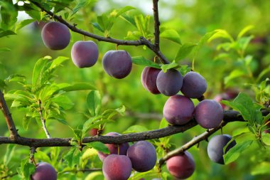 Lezzetli olgun erik ağacı bahçede üzerinde