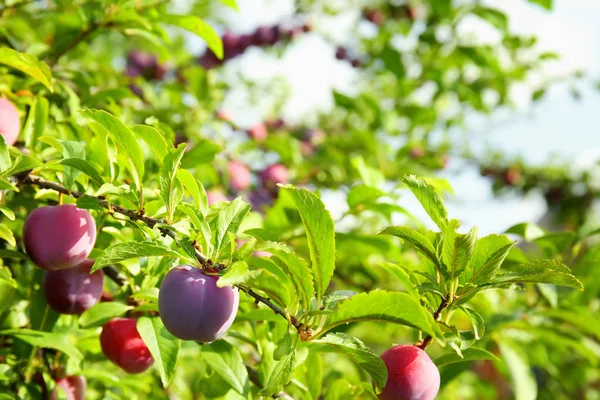 Heerlijke Rijpe Pruimen Boom Tuin — Stockfoto