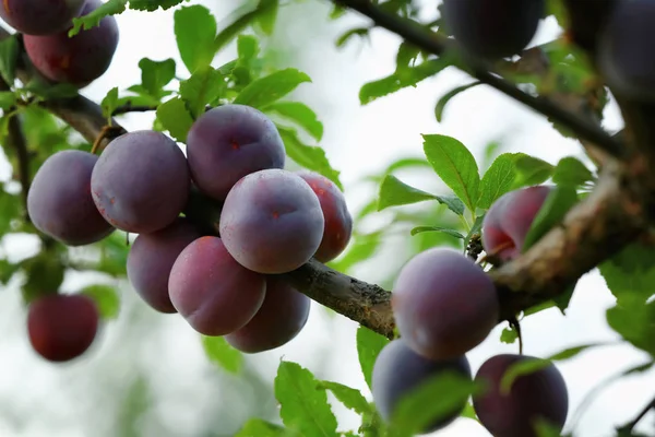 Close Van Heerlijke Rijpe Pruimen Boomtak Tuin — Stockfoto