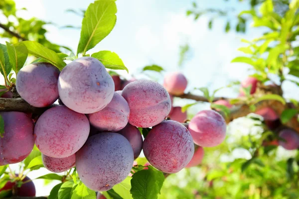 Close Van Heerlijke Rijpe Pruimen Boomtak Tuin — Stockfoto