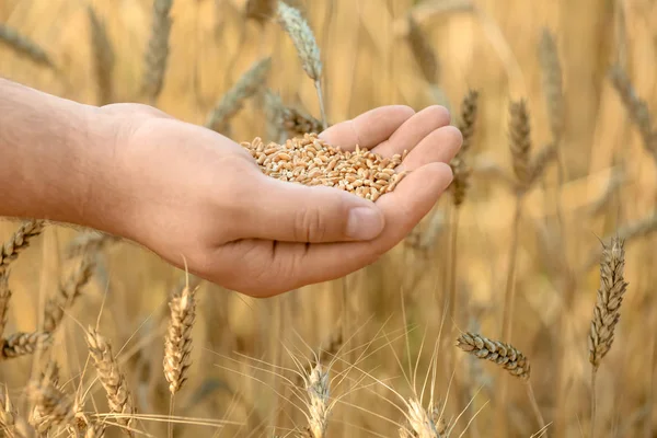Man Holding Wheat Grains Field — Stock Photo, Image
