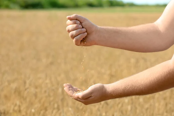 Man Pouring Wheat Grains Field — Stock Photo, Image