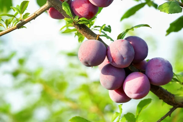 Close Van Heerlijke Rijpe Pruimen Boomtak Tuin — Stockfoto