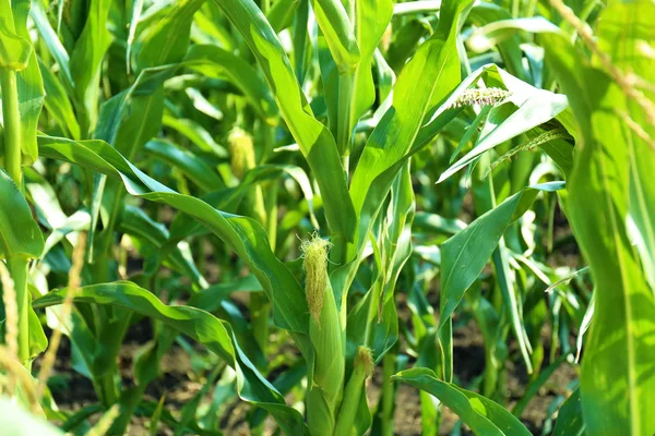 Young Corn Cobs Plant Field — Stock Photo, Image