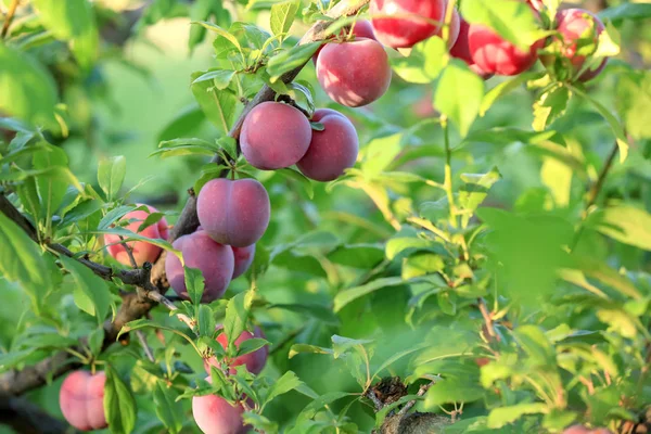 Close Van Tak Met Rijpe Pruimen Tuin Zonnige Dag — Stockfoto